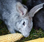 Бойни для кроликов